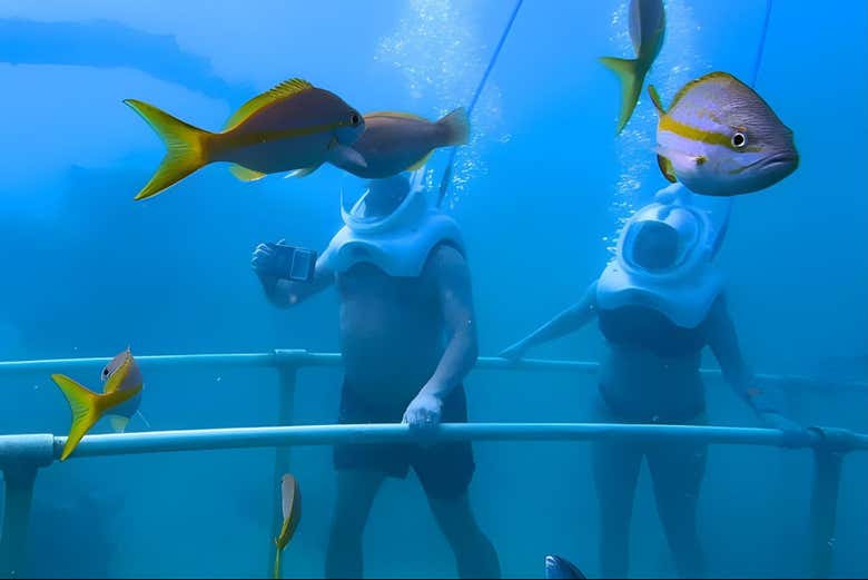 El Sea Trek es lo más cómodo y seguro para contemplar los peces