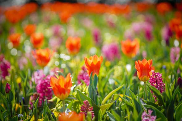 Bus pour Keukenhof avec billet