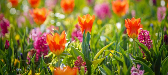 Autobús a Keukenhof con entrada