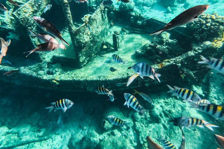 Fondo marino de Sandals Pier