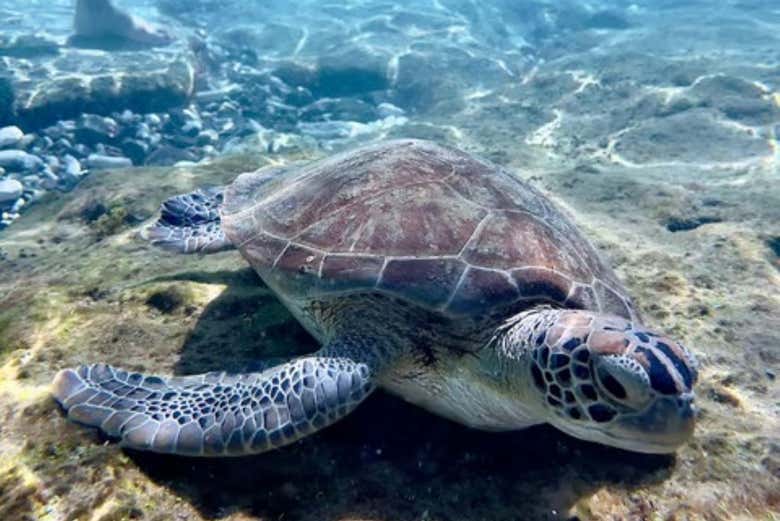 Una tortuga en las aguas de la playa Grandi