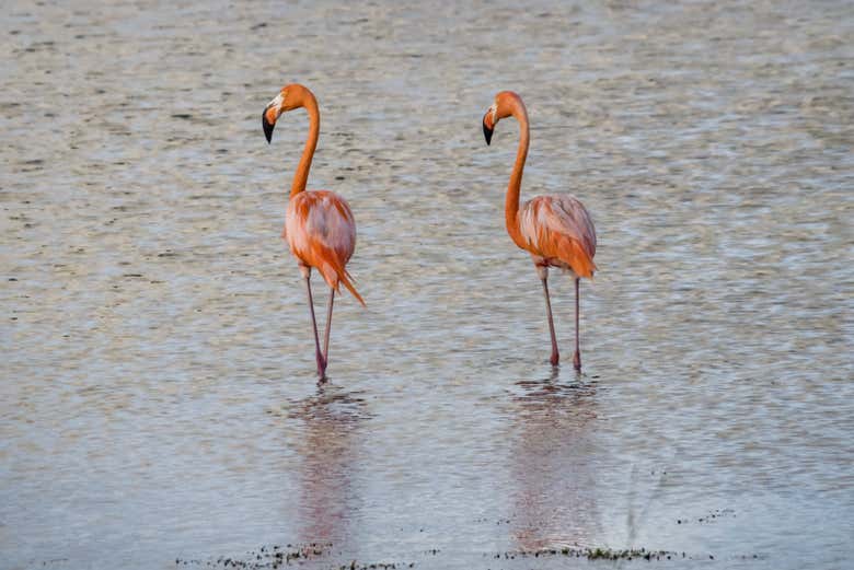 Casal de flamingos nas salinas de Jan Kok