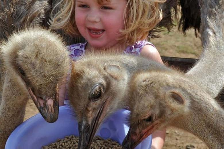 La mejor actividad para hacer con niños en Curazao