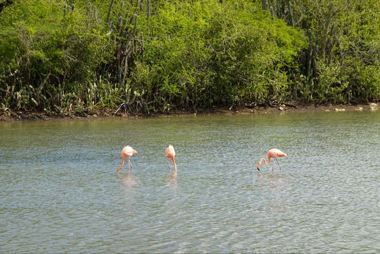 Flamencos en las salinas de Sint Michiel