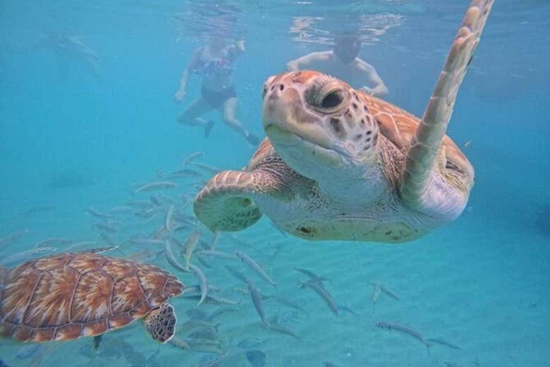 La faune marine que vous pourrez observer