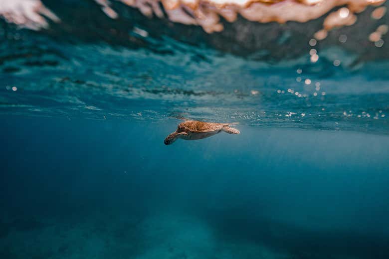 Uma tartaruga marinha