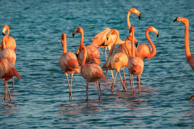 Flamingos nas salinas de Jan Kok