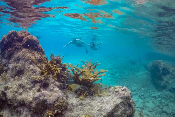 Snorkel na Baía de Caracas