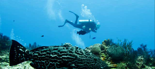 Plongée sous-marine à Bocas del Toro