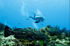 Immersione a Bocas del Toro