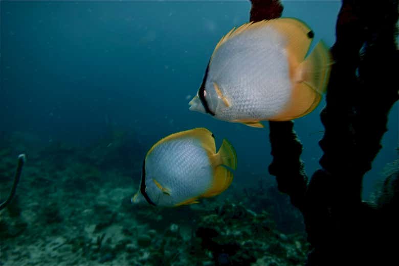 Peces mariposa