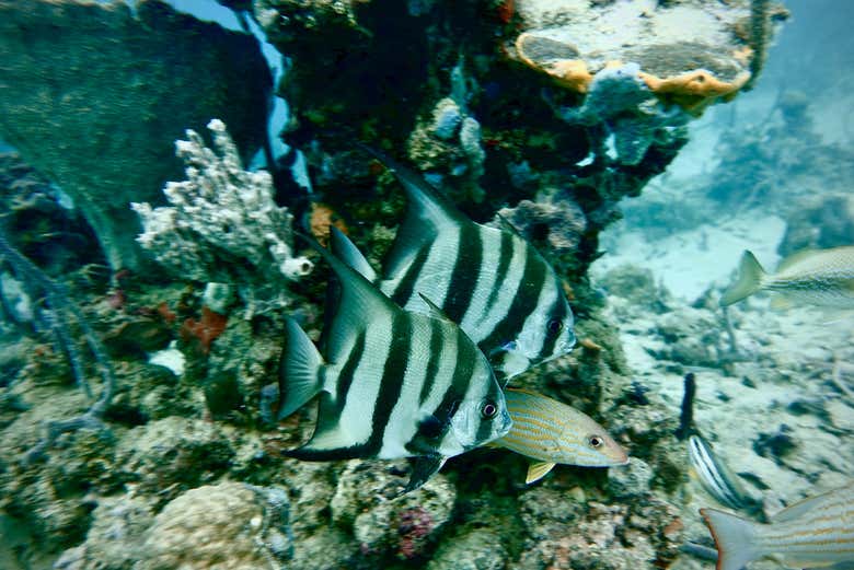 Arrecifes en Bocas del Toro