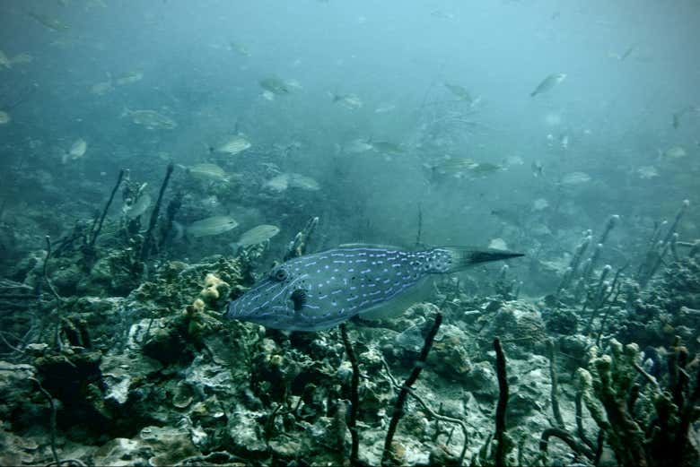 Un ejemplar de pez lija