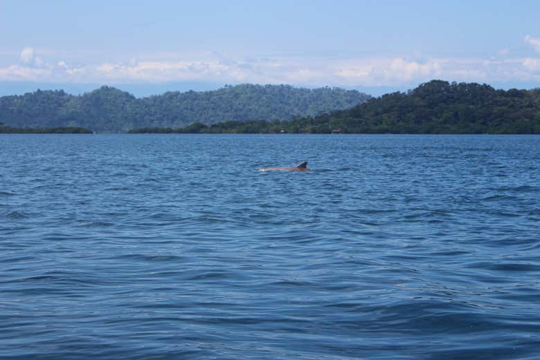 Vous pourrez apercevoir des dauphins pendant la traversée