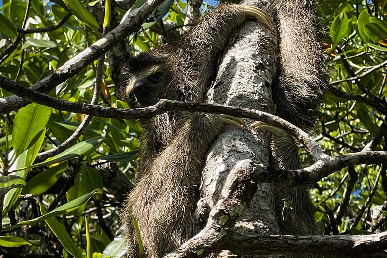 Paresseux pygmée à trois doigts