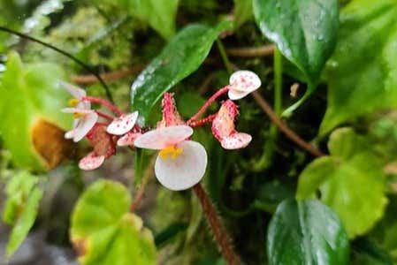 Appréciez la flore locale au cours de l'itinéraire