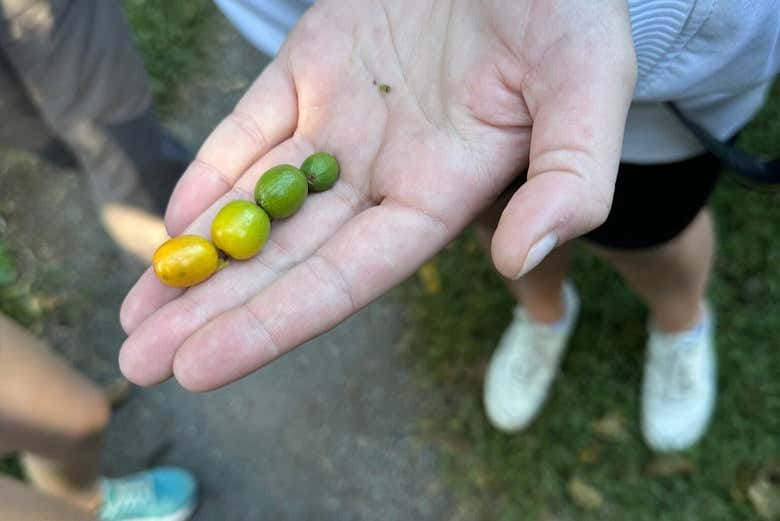 Découvrez les différents types de grains de café