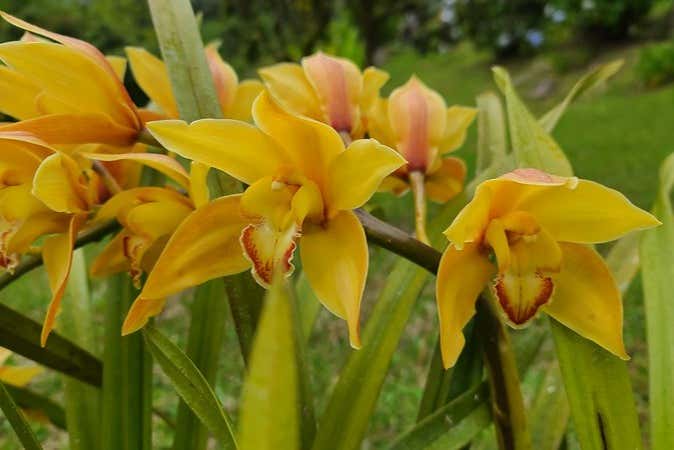 Les orchidées se distinguent tout autour des cascades
