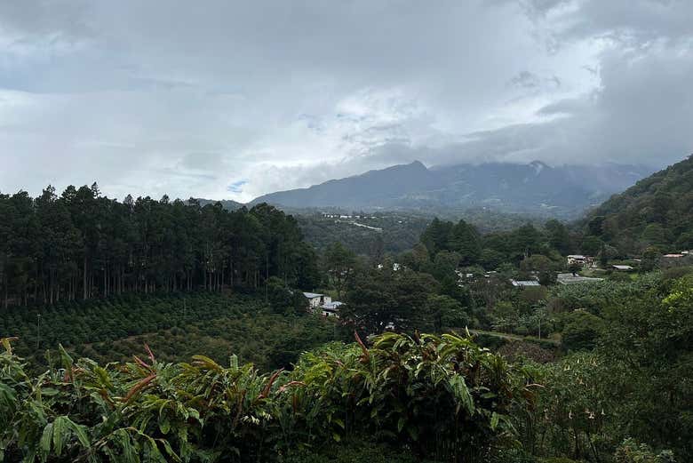 Paysages de l'exploitation de café