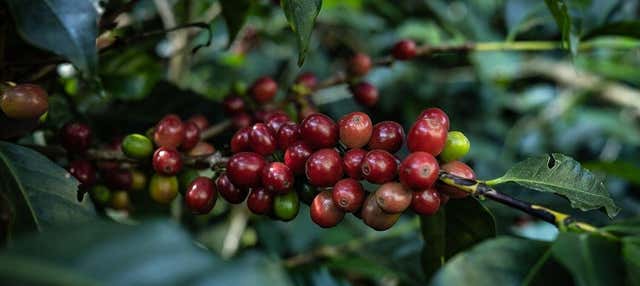Tour del caffè a Boquete