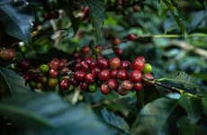 Tour del café por Boquete