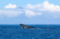 Avistamiento de cetáceos en el archipiélago de las Perlas