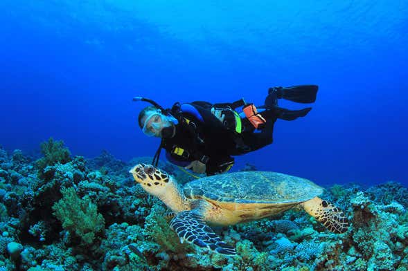 Scuba Diving in Portobelo