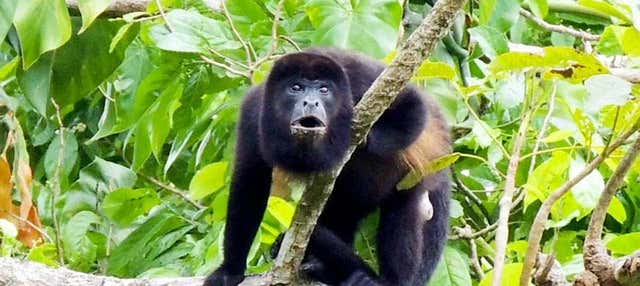 Excursión al Canal de Panamá e Isla Monos