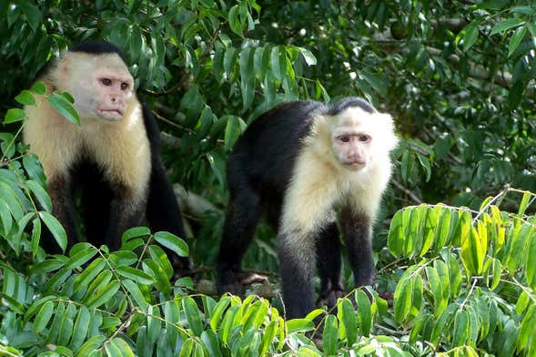 Excursión a Isla Monos y Gamboa Rainforest Resort