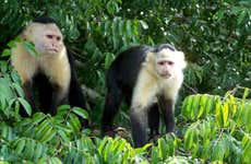 Gatun Lake & Monkey Island Boat Ride