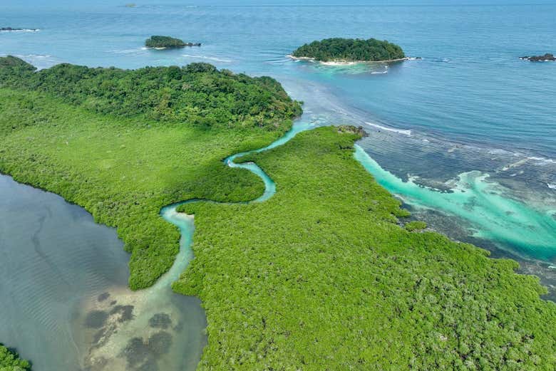 Le mangrovie di Isla Mamey