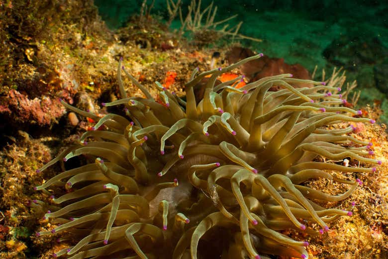 Sea anemone on a reef