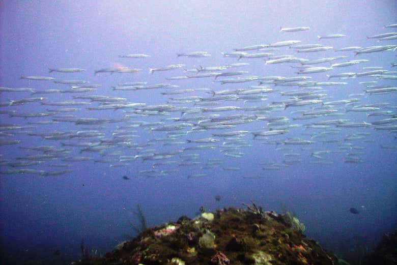 A school of fish