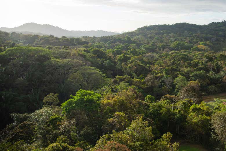 Plongez dans la nature panaméenne !