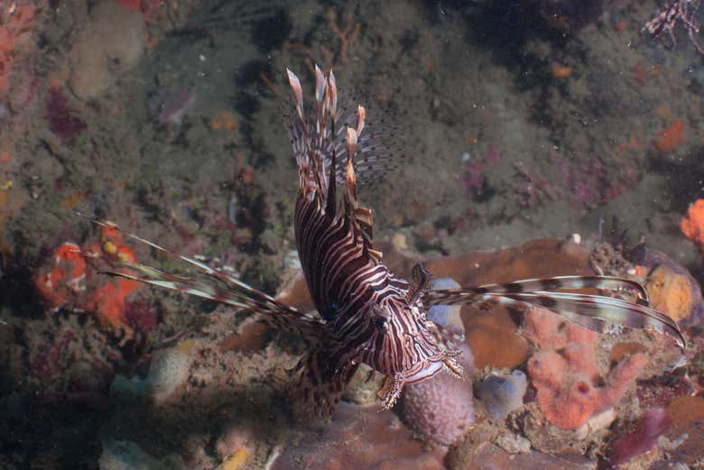 The curious marine species of the Atlantic