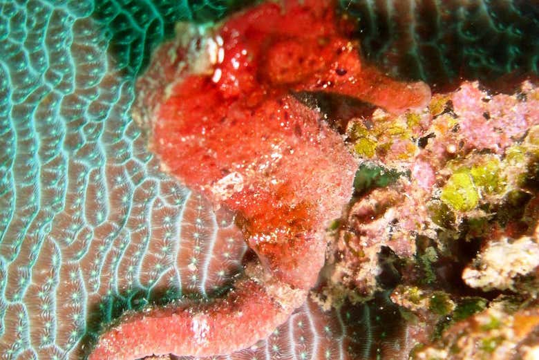 A seahorse
