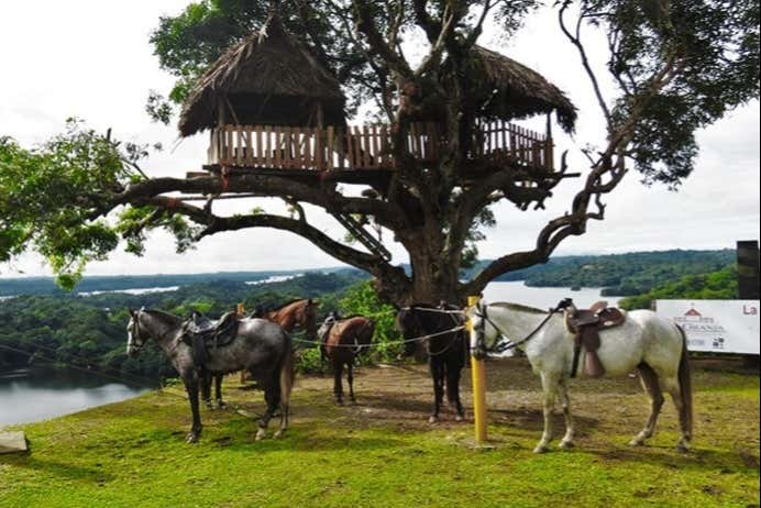 The horses nest to the lake