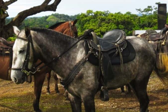 The horses used on the tour