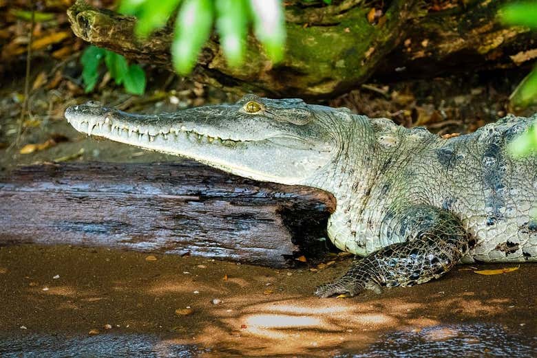 Avistando a la fauna que habita en la Isla Monos