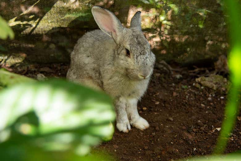 Conejo en el Parque Nacional Soberanía