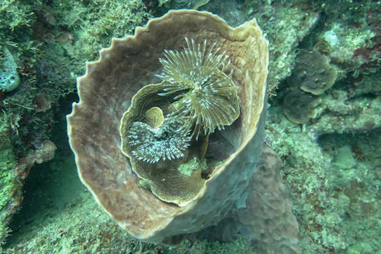 Biodiversità marina del Pacifico