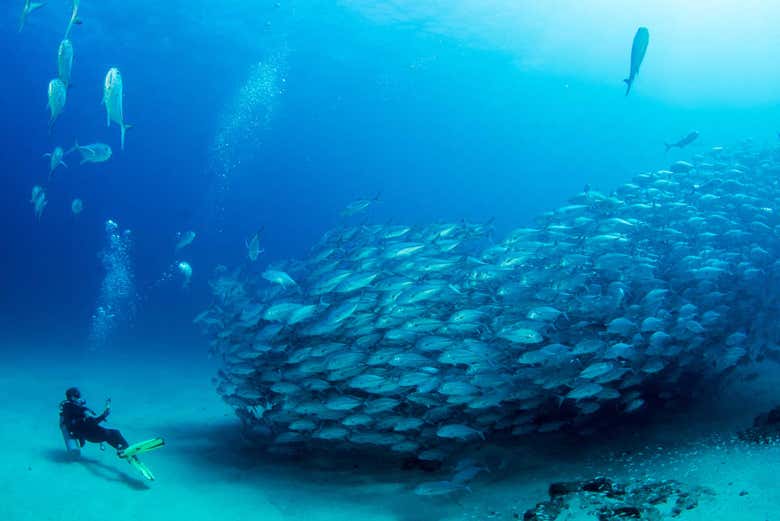 Discover the breathtaking Pacific seabed
