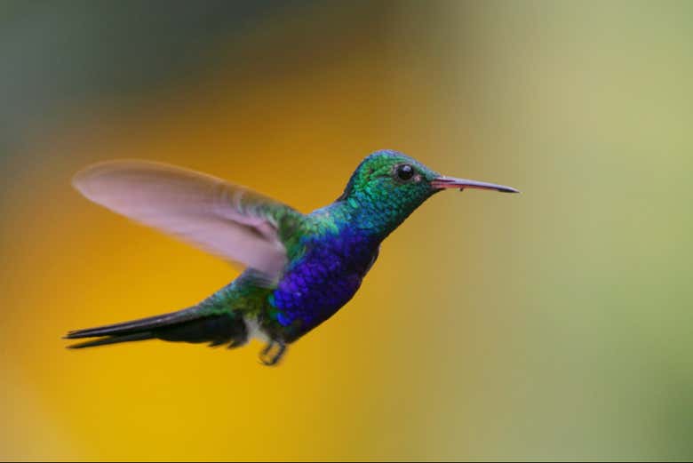 Un típico colibrí