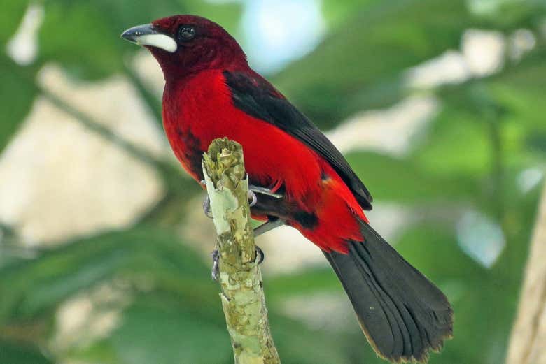 La bella tángara carmesí