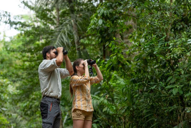 ¡Atentos a las copas de los árboles!