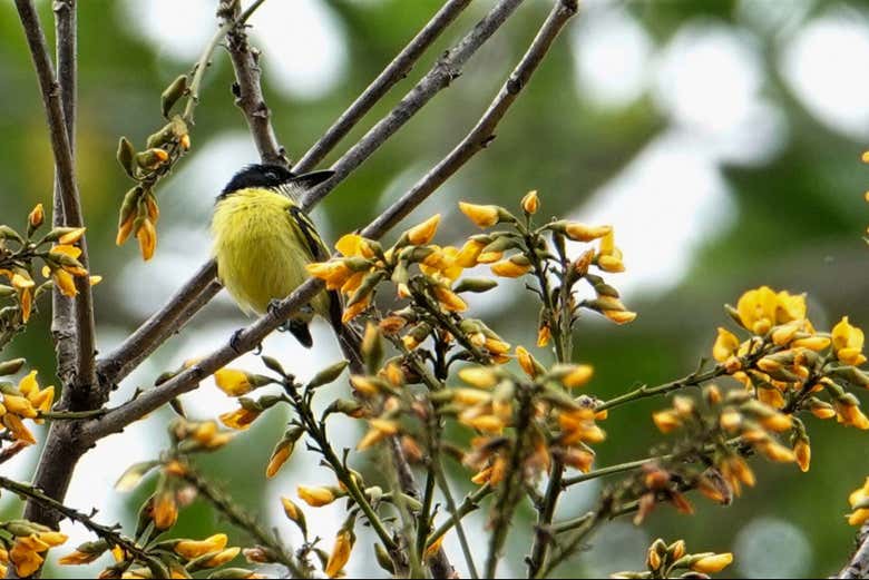 Una de las aves más pequeñas que veremos