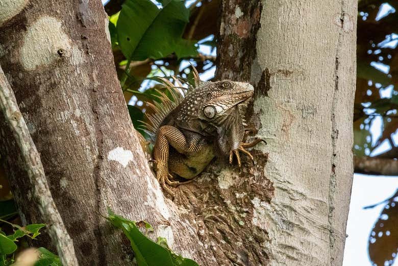 Una iguana en la Isla Monos