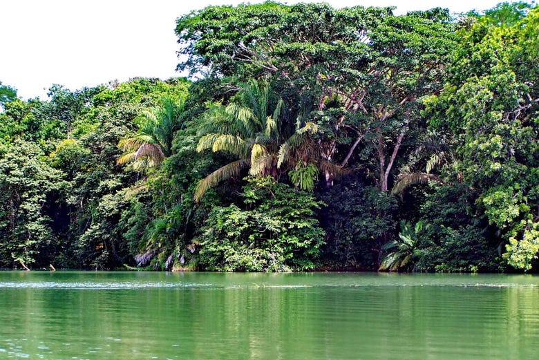 Selva junto al lago Gatún