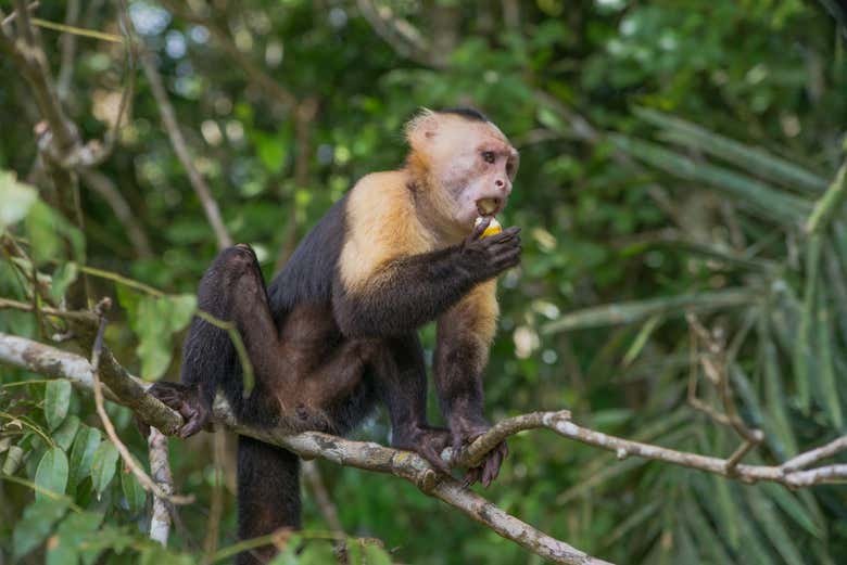 Uno de los habitantes de Isla Monos