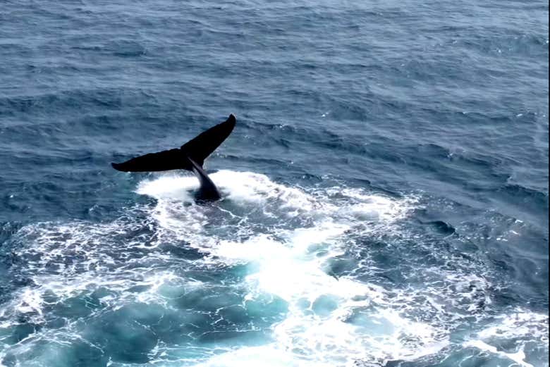 Viendo a los cetáceos en las aguas del archipiélago